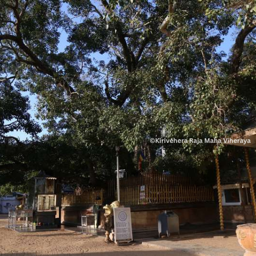 The Ashtapala Bodhi Tree Shrine at Kirivehera