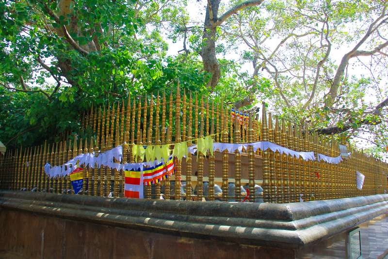 Bodhi Tree Area